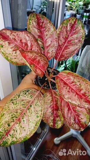 Аглаонема 10 карат