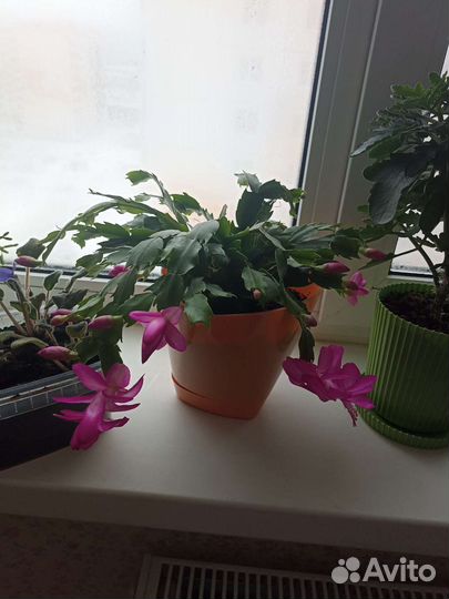 Цветы домашние