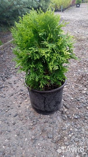 Туя смарагд, даника, вудварди