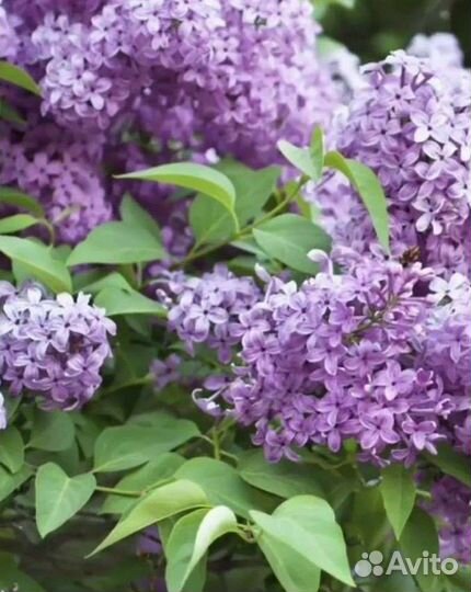 Сирень белая