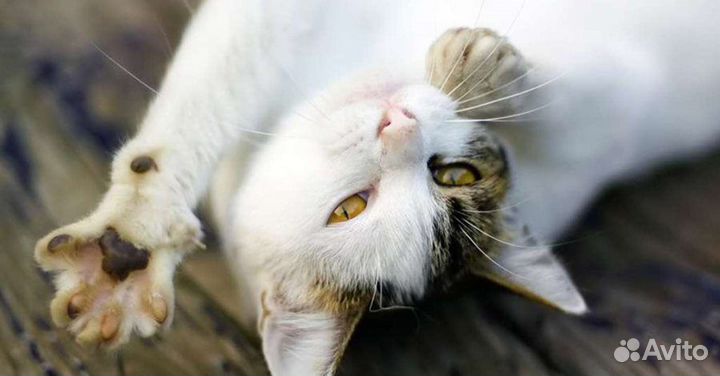 Передержка кошек