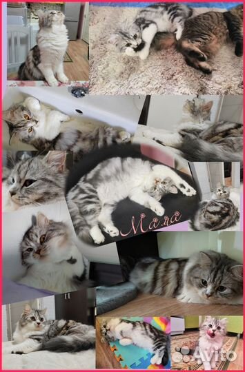 Шотландские котята фолд и страйт