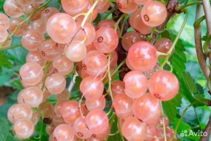 Саженцы черной смородины