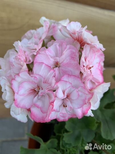 Пеларгония герань