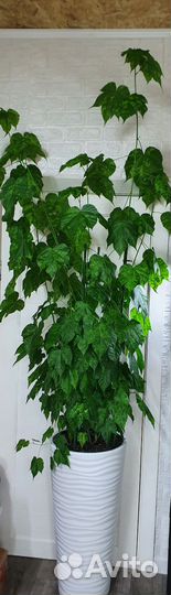 Абутилон пестролистный