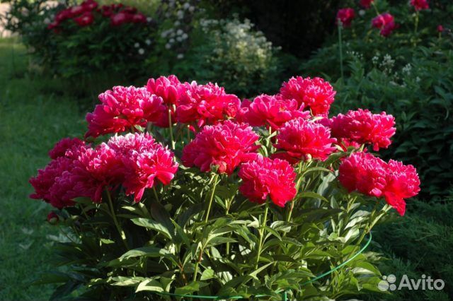 Пионы сортовые саженцы