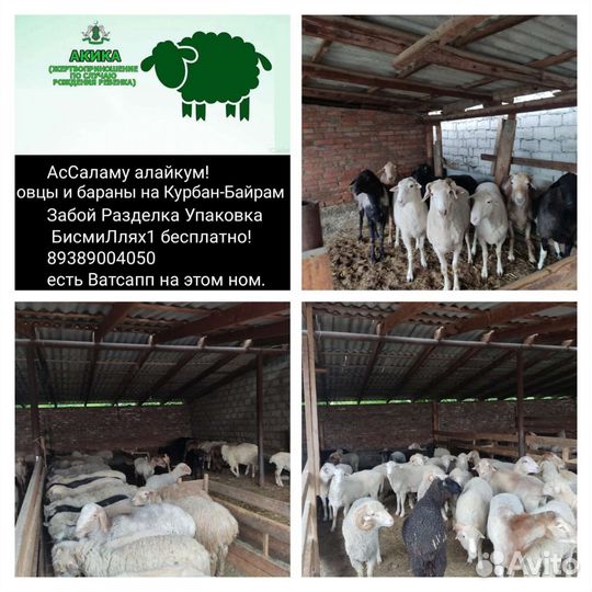 Овцы, бараны