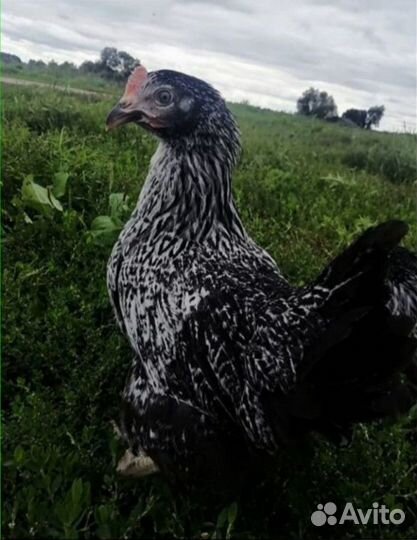 Куры несушки оптом и в розницу с доставкой