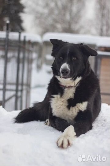 Собаки в дар