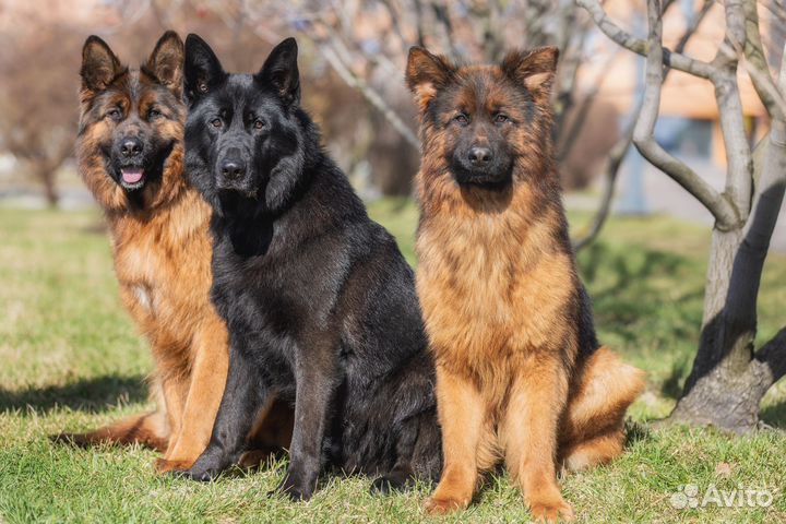 Немецкая овчарка длинношерстник