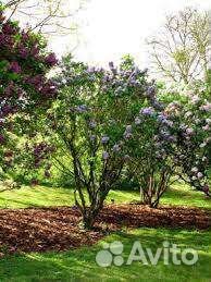 Сирень крупномер