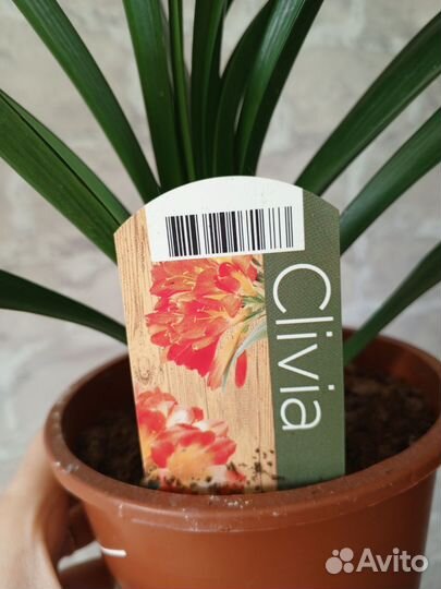 Кливия киноварная