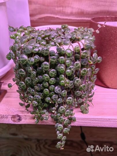 Пеперомия прострата, комнатные растения, цветы