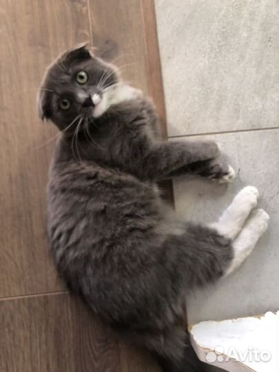 Кошка в дар бесплатно