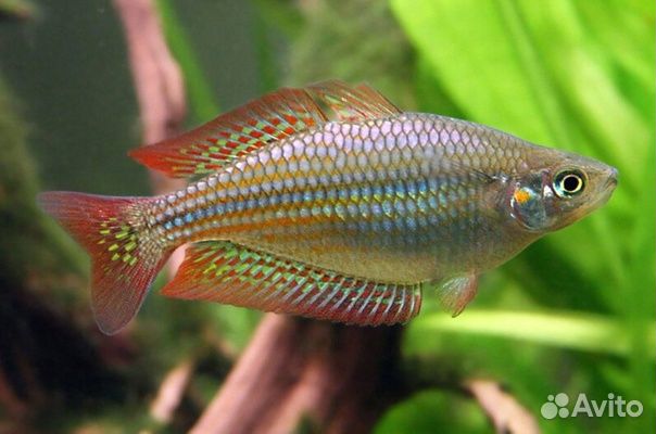 Радужница меланотения сплендида вишнёвая