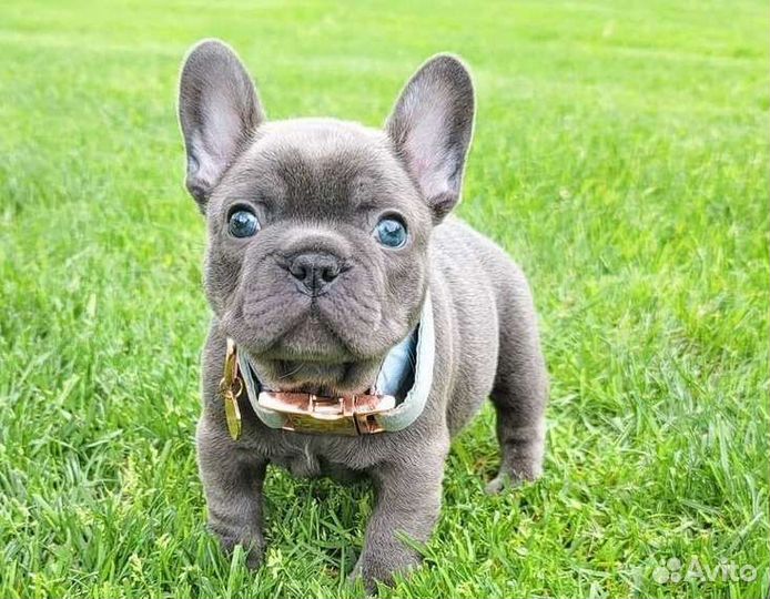 Французский бульдог голубой мини