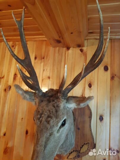 Чучело головы оленя