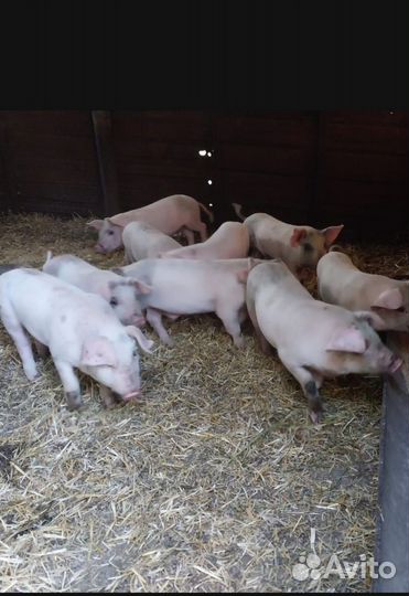 Поросята