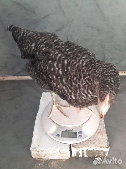 Куры Несушки