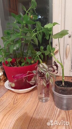 Комнатные цветы