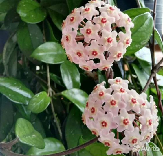 Декабрист,хойя,юдзу,аглаонема, бамбук