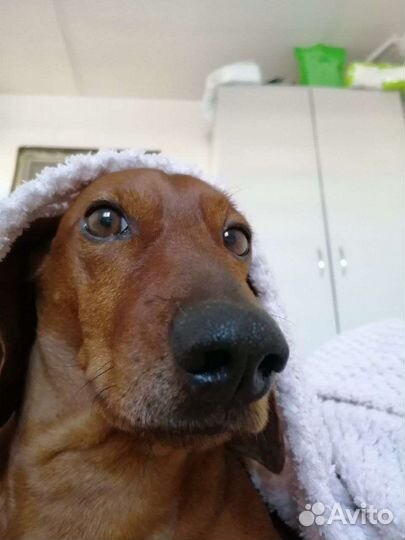 Кобель Такса