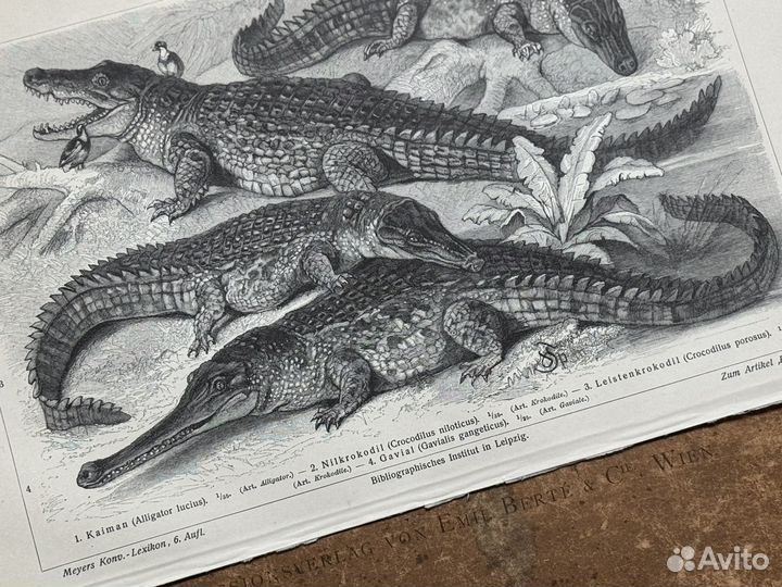 Старинная иллюстрация Крокодил