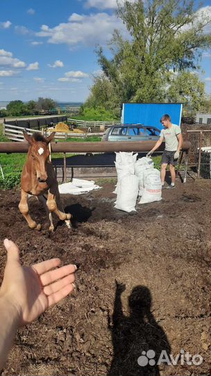 Конский навоз в мешках