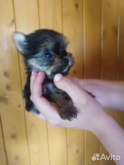 Супер кукольная девочка