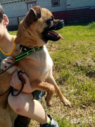 Чебурашкин