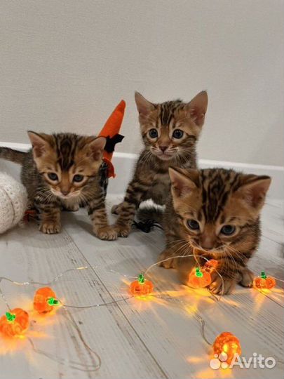 Бенгальские котята