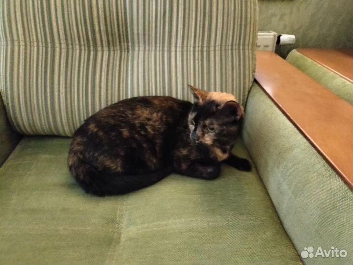 Кошка ищет дом бесплатно в дар