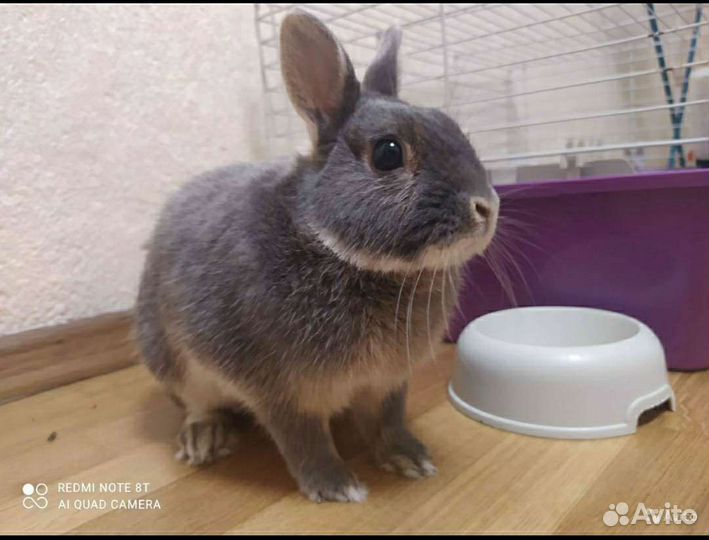 Передержка маленьких животных(кошек/собак не беру)