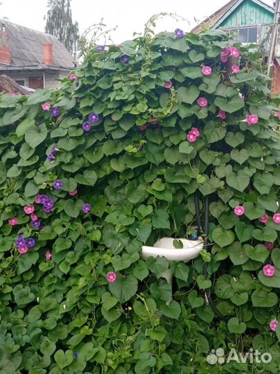 Ипомея(вьюнок)