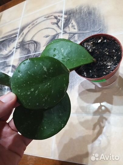 Комнатные растения