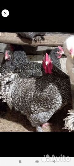 Инкубационное яйцо породной птицы