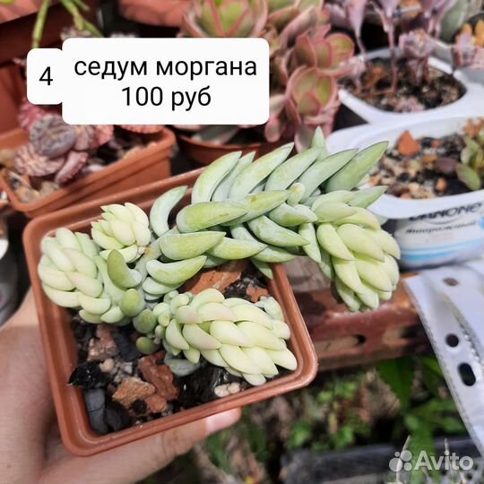Суккуленты граптоседум бронз