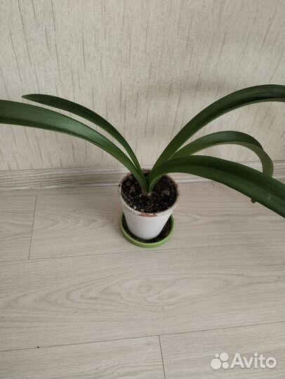 Гиппеаструм амариллис