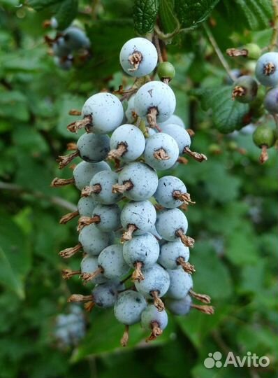 Смородина кроваво-красная King Edward VII