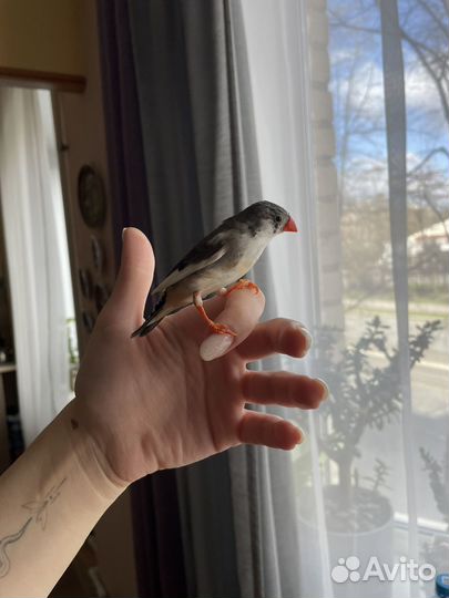 Зебровые амадины