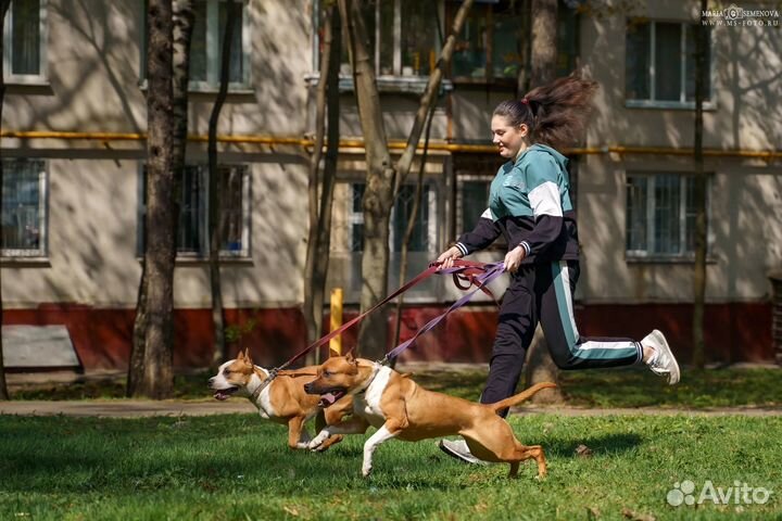 Зоогостиница, передержка для собак