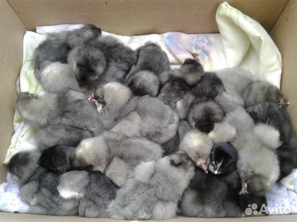 Цыплята. Несушки разных пород