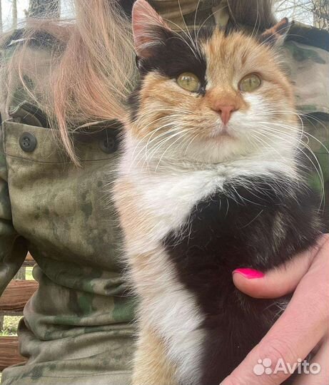 Кошечка Мурыся, отдадим в добрые руки