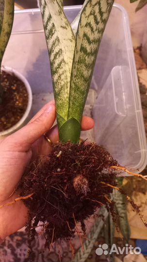 Сансевиерия Муншайн Каспер