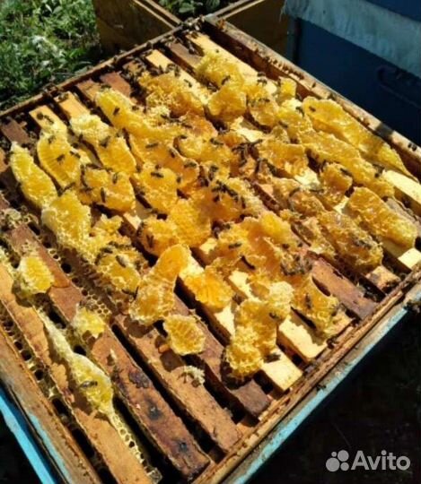 Мёд цветочный 4,5 кг (3 л) 2023