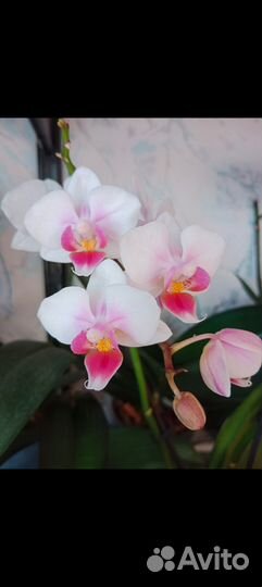 Орхидея фаленопсис детка