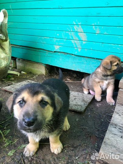 Щенки метисы в добрые руки