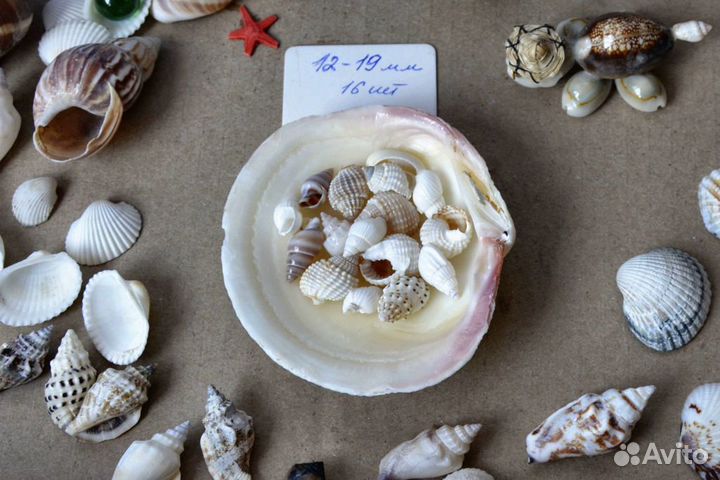 Морские ракушки. 12-19 мм. В наборе