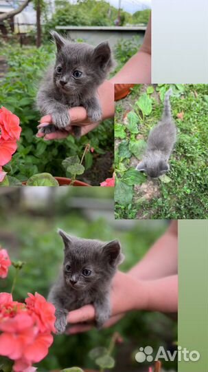 Прелестные котята в добрые руки