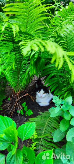 Кошка в дар